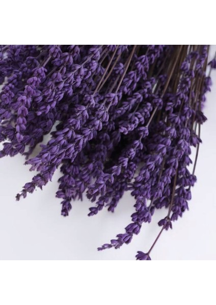 Lavanta Şoklanmış fiyatları