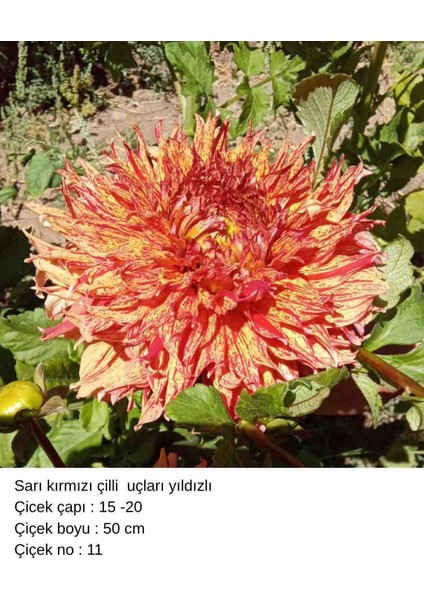 100 Adet Bodur Yıldız Dahlia Çiçeği Yumrusu Soğanı Karışık 15 Renk .yumru Boyu 9 cm . Yeni Mahsul.çiçekli Boyu 45 Cm.1