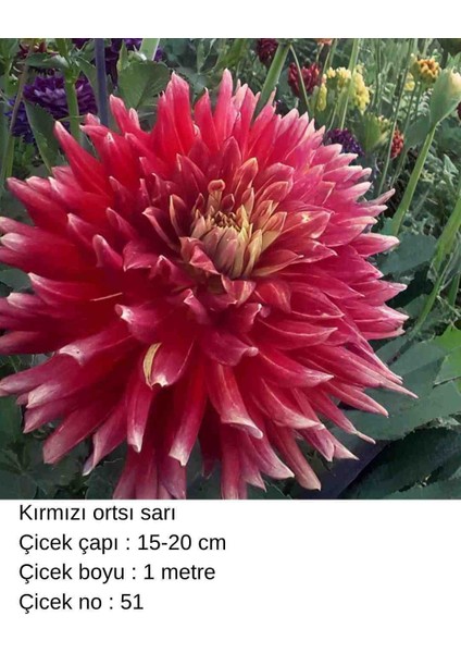 100 Adet Bodur Yıldız Dahlia Çiçeği Yumrusu Soğanı Karışık 15 Renk .yumru Boyu 9 cm . Yeni Mahsul.çiçekli Boyu 45 Cm.1 fiyatları