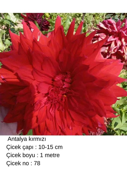 100 Adet Bodur Yıldız Dahlia Çiçeği Yumrusu Soğanı Karışık 15 Renk .yumru Boyu 9 cm . Yeni Mahsul.çiçekli Boyu 45 Cm.1 modelleri