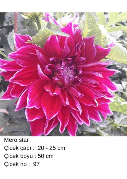 100 Adet Bodur Yıldız Dahlia Çiçeği Yumrusu Soğanı Karışık 15 Renk .yumru Boyu 9 cm . Yeni Mahsul.çiçekli Boyu 45 Cm.1 fırsatları