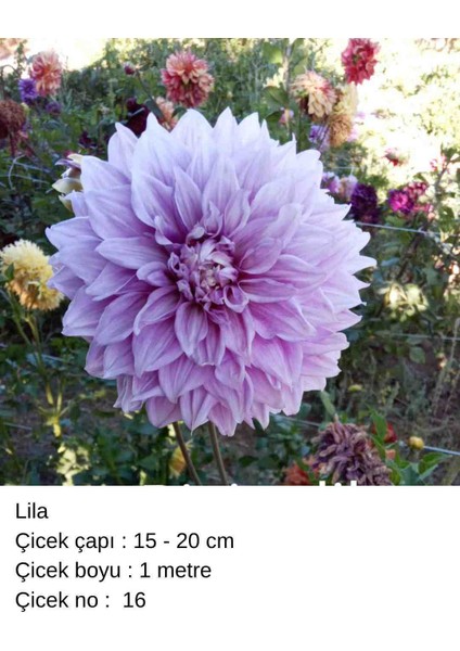 100 Adet Bodur Yıldız Dahlia Çiçeği Yumrusu Soğanı Karışık 15 Renk .yumru Boyu 9 cm . Yeni Mahsul.çiçekli Boyu 45 Cm.1 indirimleri