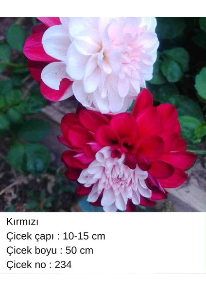 100 Adet Bodur Yıldız Dahlia Çiçeği Yumrusu Soğanı Karışık 15 Renk .yumru Boyu 9 cm . Yeni Mahsul.çiçekli Boyu 45 Cm.1
