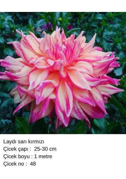 100 Adet Bodur Yıldız Dahlia Çiçeği Yumrusu Soğanı Karışık 15 Renk .yumru Boyu 9 cm . Yeni Mahsul.çiçekli Boyu 45 Cm.1