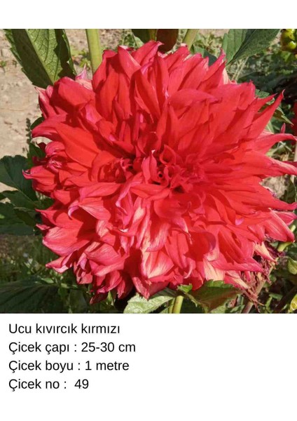 100 Adet Bodur Yıldız Dahlia Çiçeği Yumrusu Soğanı Karışık 15 Renk .yumru Boyu 9 cm . Yeni Mahsul.çiçekli Boyu 45 Cm.1