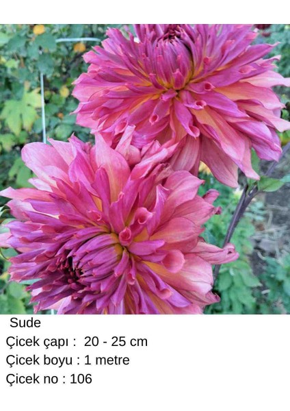 100 Adet Bodur Yıldız Dahlia Çiçeği Yumrusu Soğanı Karışık 15 Renk .yumru Boyu 9 cm . Yeni Mahsul.çiçekli Boyu 45 Cm.1