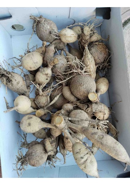 100 Adet Bodur Yıldız Dahlia Çiçeği Yumrusu Soğanı Karışık 15 Renk .yumru Boyu 9 cm . Yeni Mahsul.çiçekli Boyu 45 Cm.1