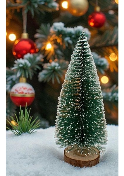 Mini Masa Çamı 20 cm