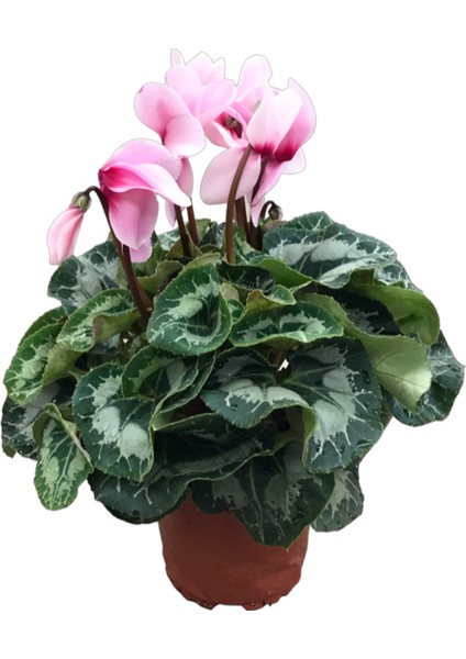 Cyclamen Persicum 'Sugar Pink' (Sıklamen Çiçeği)