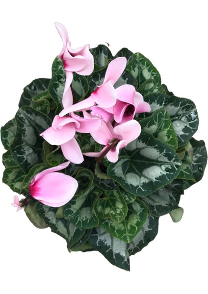 Cyclamen Persicum 'Sugar Pink' (Sıklamen Çiçeği) fiyatları