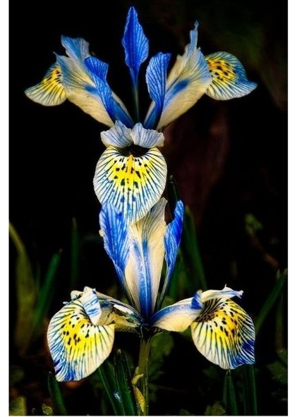 2 Adet Iris-Süsen Pureobractea Çiçek Soğanı Kod 4043