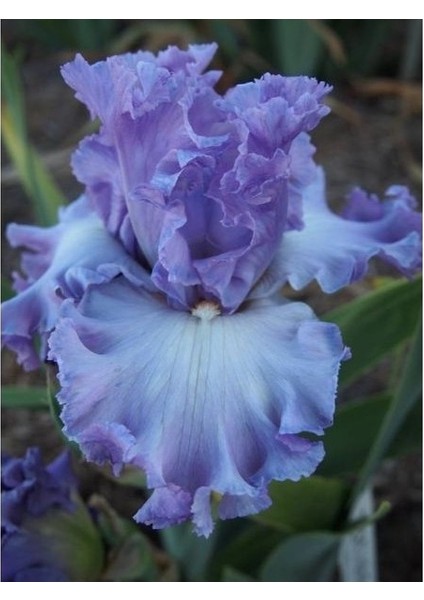 2 Adet Iris-Süsen Pureobractea Çiçek Soğanı Kod 4053