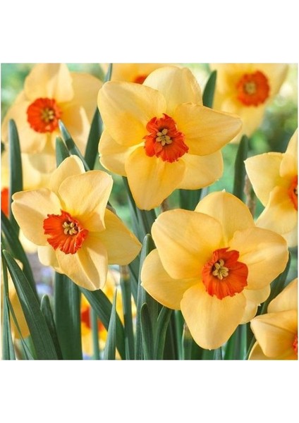 3 Adet Yoğun Kokulu Nergis Çiçek Soğanı KOD42