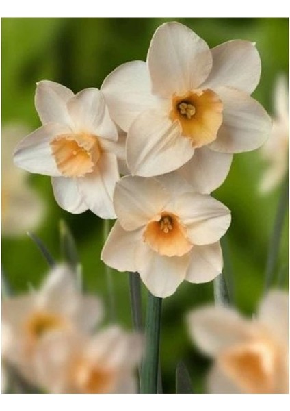 3 Adet Yoğun Kokulu Nergis Çiçek Soğanı -Kod4