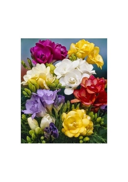 3 Adet Mis Kokulu Iri Kalibre Frezya SOĞANI-KOD213