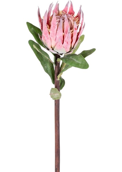 Yapay Protea Çiçeği Kırmızı 60 Cm.