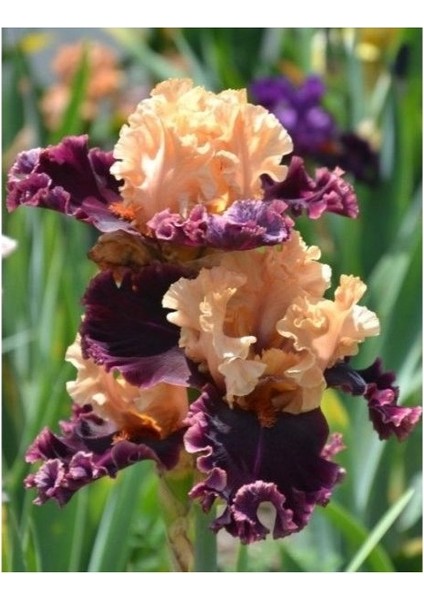 2 Adet Iris-Süsen Pureobractea Çiçek Soğanı Kod 4064