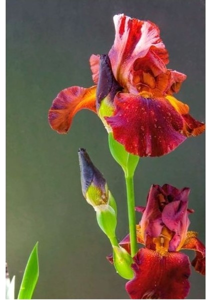 2 Adet Iris-Süsen Pureobractea Çiçek Soğanı Kod 4040