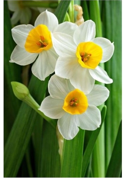 3 Adet Yoğun Kokulu Nergis Çiçek Soğanı KOD51