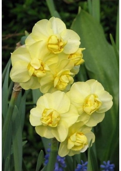 3 Adet Yoğun Kokulu Nergis Çiçek Soğanı KOD41