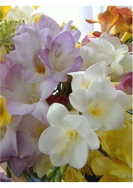 6 Adet Mis Kokulu Iri Kalibre Frezya SOĞANI-KOD207