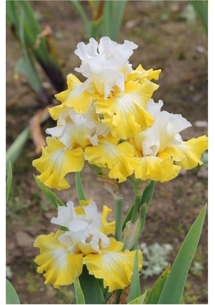 2 Adet Iris-Süsen Pureobractea Çiçek Soğanı Kod 4062