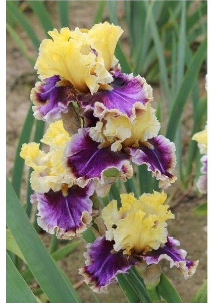 2 Adet Iris-Süsen Pureobractea Çiçek Soğanı Kod 4028