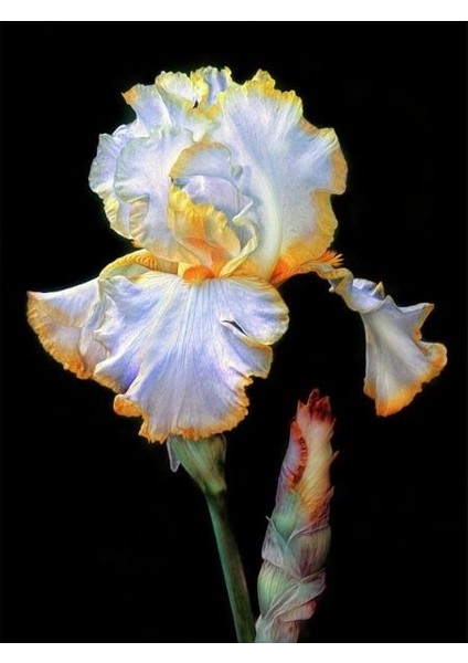 2 Adet Iris-Süsen Pureobractea Çiçek Soğanı Kod 4057