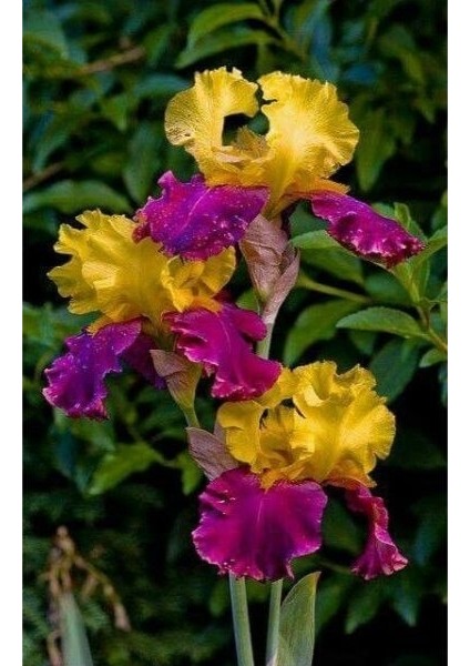 2 Adet Iris-Süsen Pureobractea Çiçek Soğanı Kod 4090