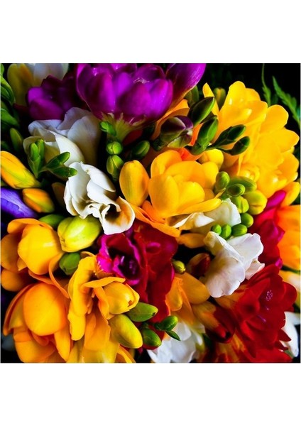 6 Adet Mis Kokulu Iri Kalibre Frezya SOĞANI-KOD218