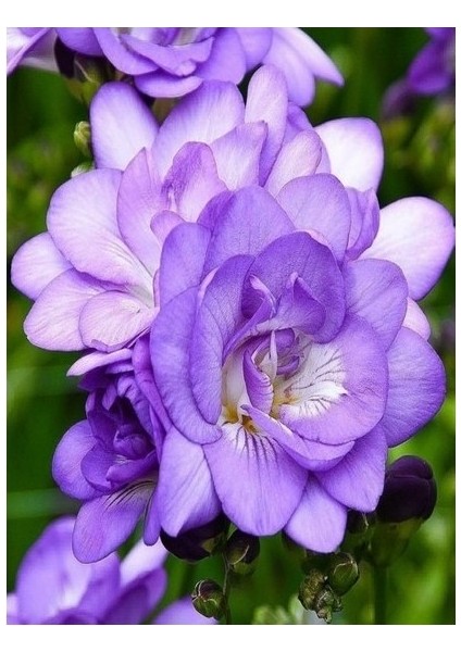 6 Adet Mis Kokulu Iri Kalibre Frezya SOĞANI-KOD226