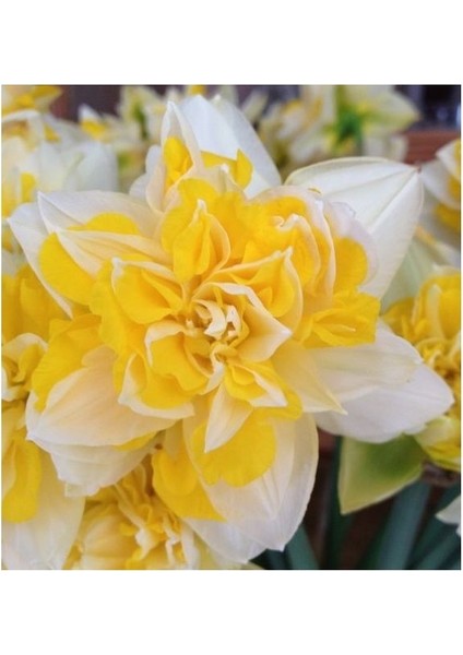 3 Adet Yoğun Kokulu Nergis Çiçek Soğanı (Nergiz)-Kod6