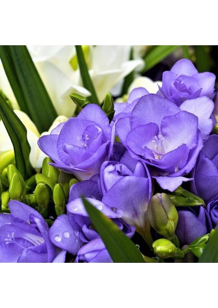 6 Adet Mis Kokulu Iri Kalibre Frezya SOĞANI-KOD224