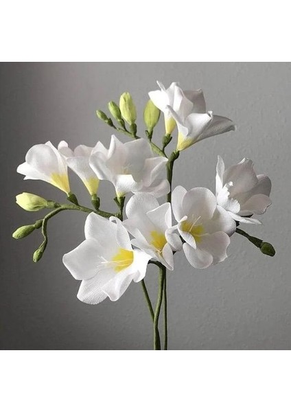 3 Adet Mis Kokulu Iri Kalibre Frezya SOĞANI-KOD228