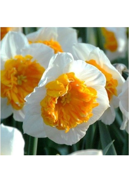 3 Adet Yoğun Kokulu Nergis Çiçek Soğanı KOD19