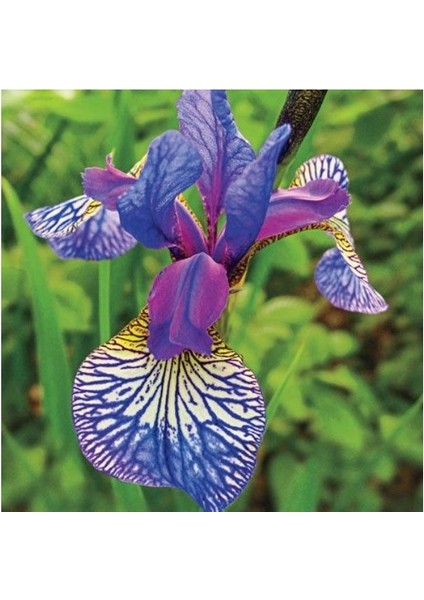 2 Adet Iris-Süsen Pureobractea Çiçek Soğanı Kod 4054