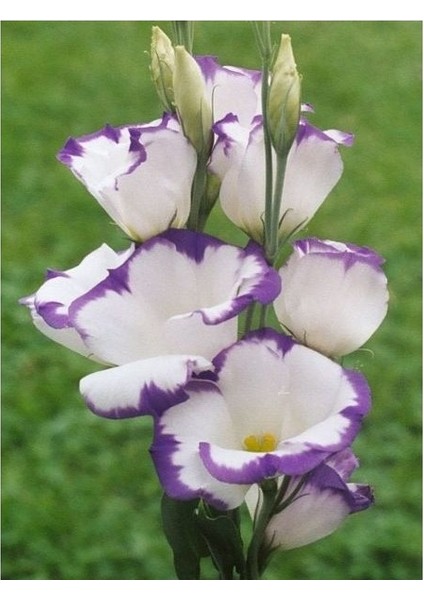 2 Adet Iris-Süsen Pureobractea Çiçek Soğanı Kod 4036