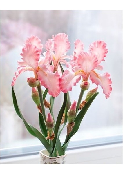 2 Adet Iris-Süsen Pureobractea Çiçek Soğanı Kod 4068