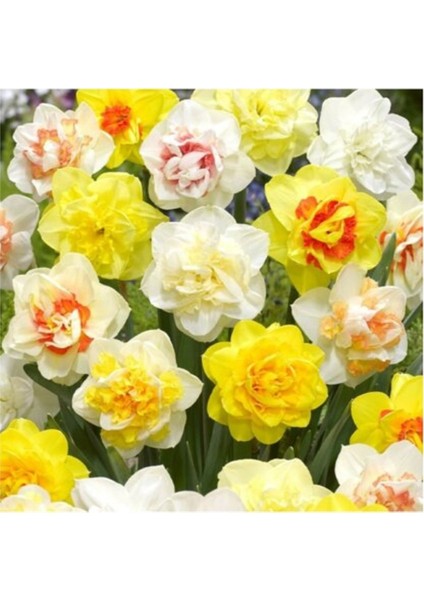 3 Adet Yoğun Kokulu Nergis Çiçek Soğanı KOD38