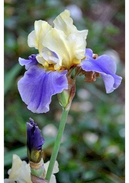 2 Adet Iris-Süsen Pureobractea Çiçek Soğanı Kod 4026