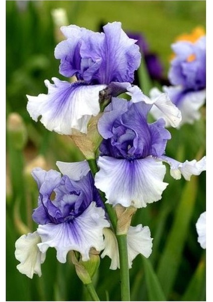 2 Adet Iris-Süsen Pureobractea Çiçek Soğanı Kod 4008