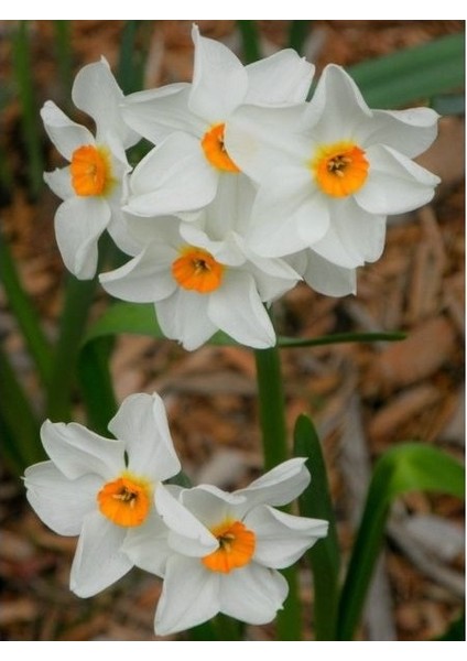 3 Adet Yoğun Kokulu Nergis Çiçek Soğanı KOD31