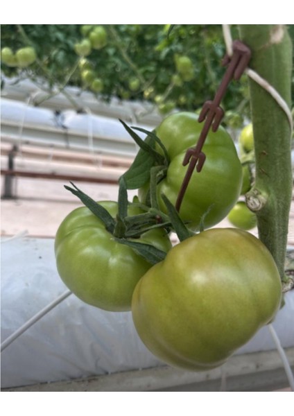 Salkım Tutucu J Baston 1000 Adet – Domates Salkım Destek Kancası