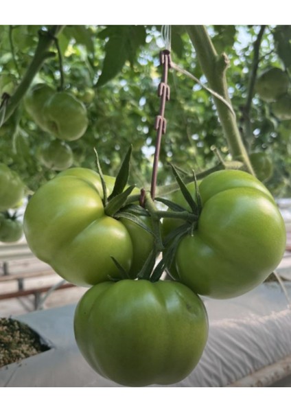 Salkım Tutucu J Baston 1000 Adet – Domates Salkım Destek Kancası modelleri