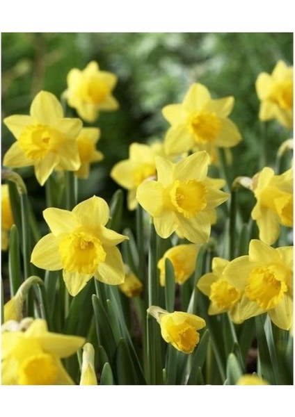 3 Adet Yoğun Kokulu Nergis Çiçek Soğanı KOD23