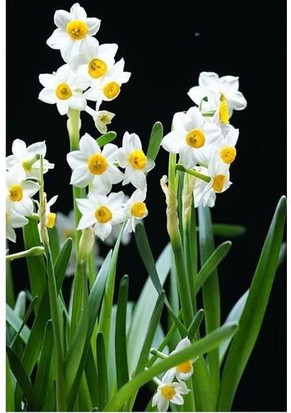 3 Adet Yoğun Kokulu Nergis Çiçek Soğanı KOD48