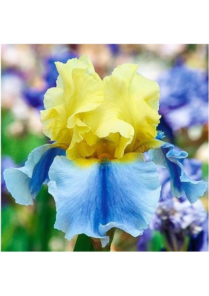 2 Adet Iris-Süsen Pureobractea Çiçek Soğanı Kod 4022