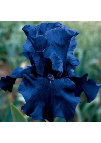 2 Adet Iris-Süsen Pureobractea Çiçek Soğanı Kod 4079