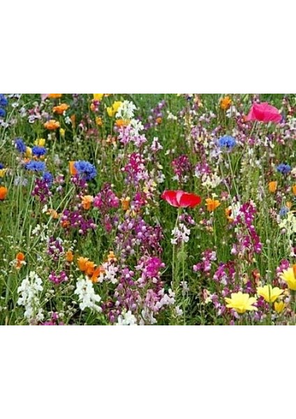 Tohhum Karışık Kır Çiçekleri 1000+