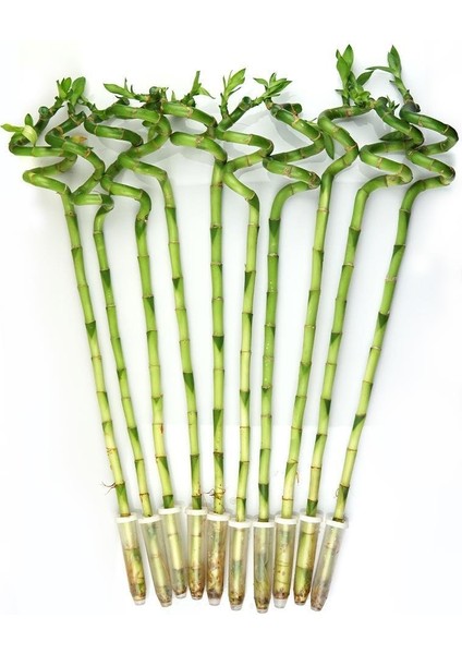 Şans Bambusu – Dracaena Lucky Bamboo 80 cm (7 Adet)